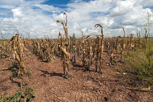 International Day to Combat Desertification and Drought event image