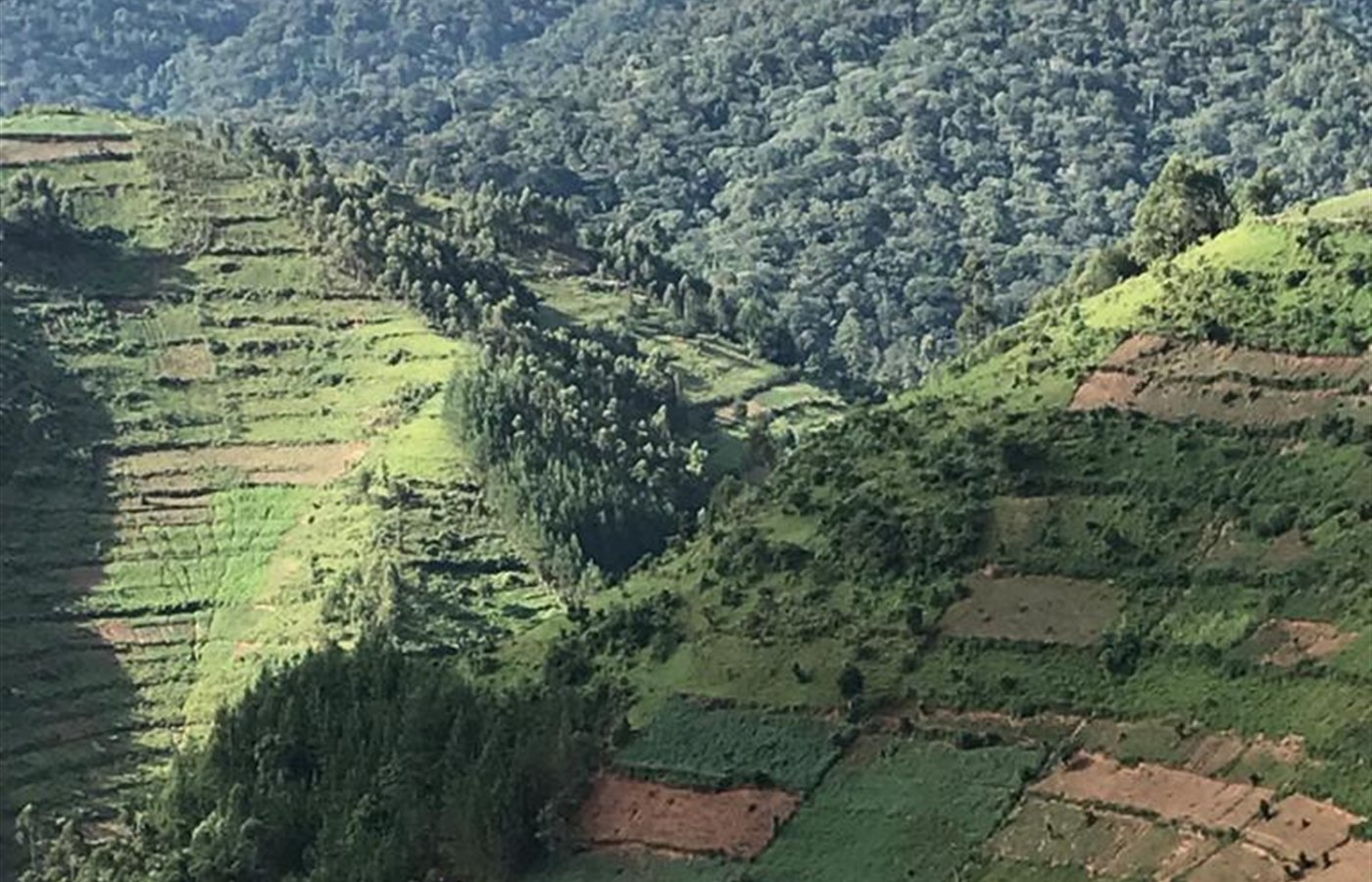 Forest Restoration Day event image