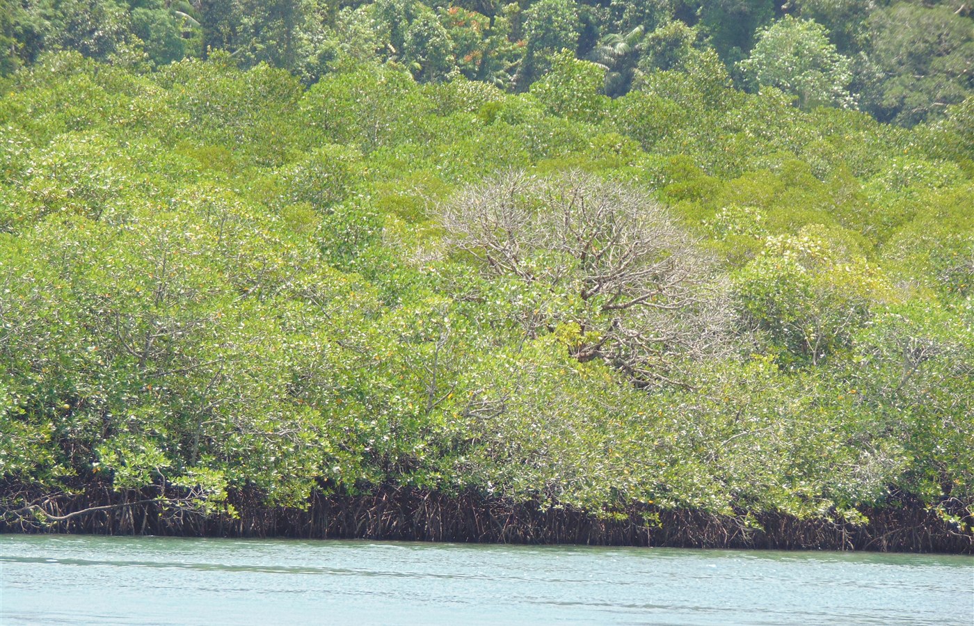 International Day for the Conservation of the Mangrove Ecosystem event image