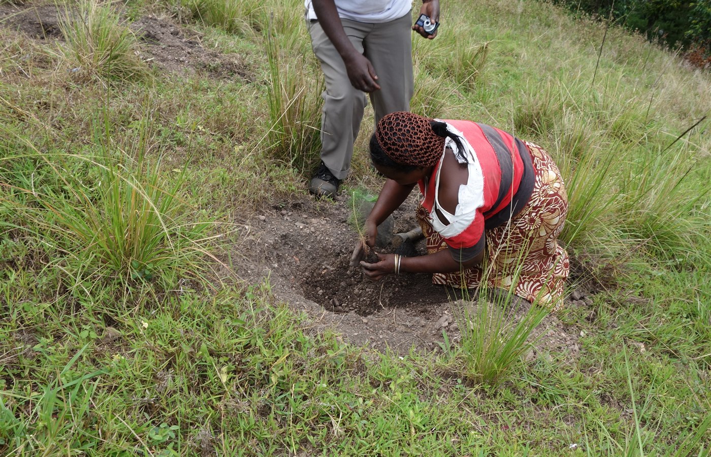 National Tree Planting Campaign Day event image