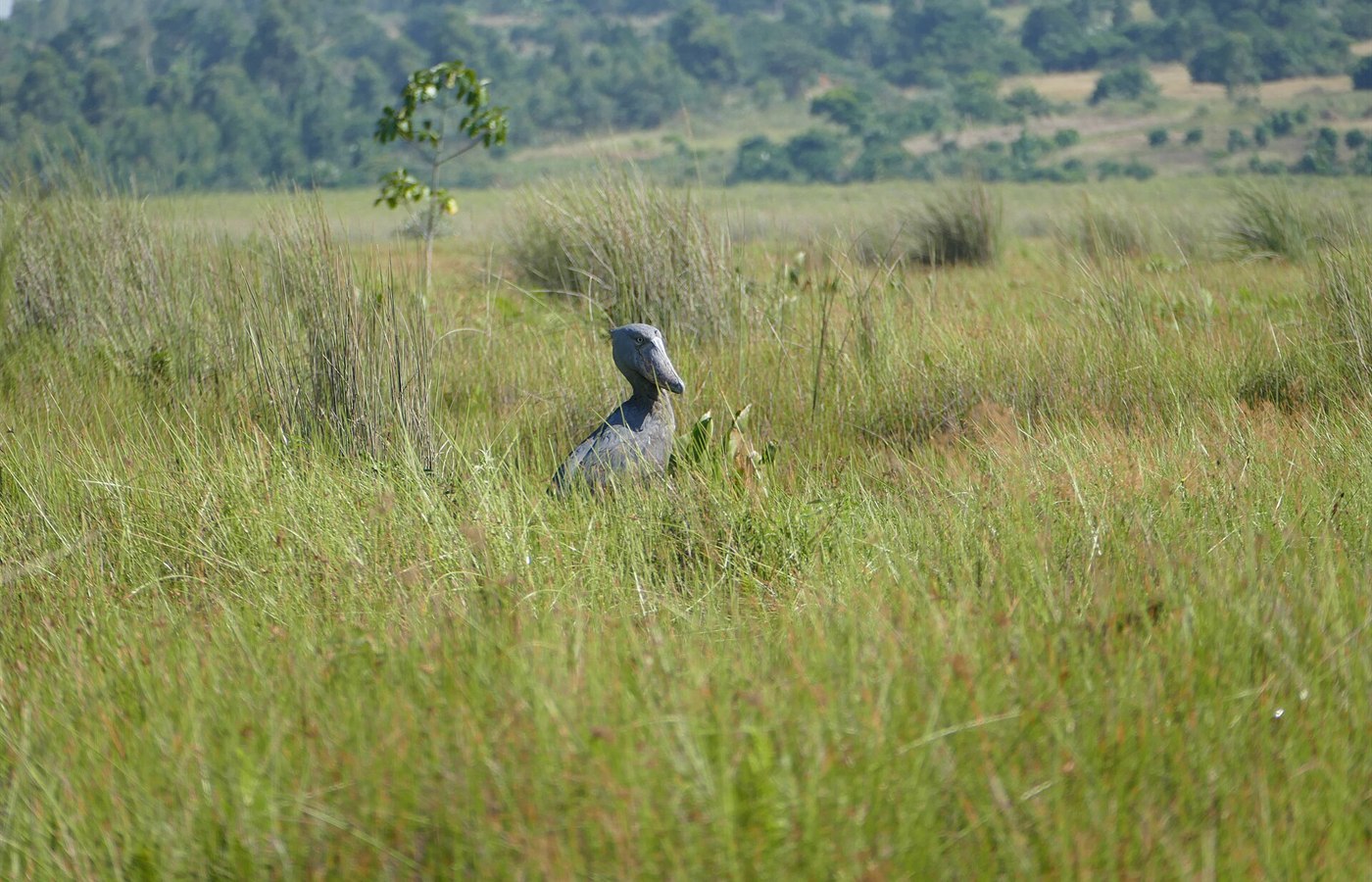 Wetlands Conservation Week event image