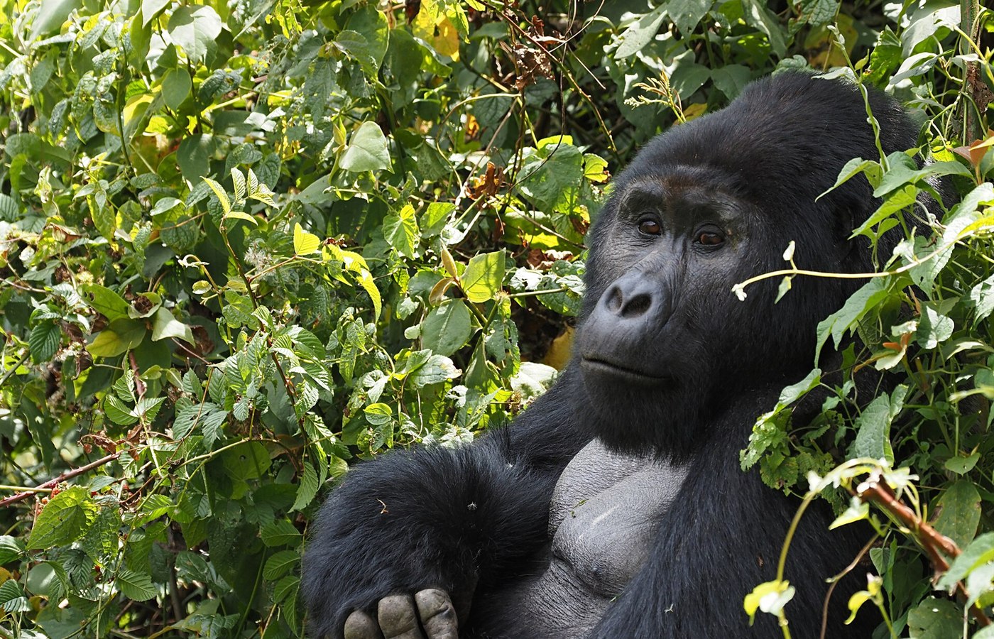 World Gorilla Day event image
