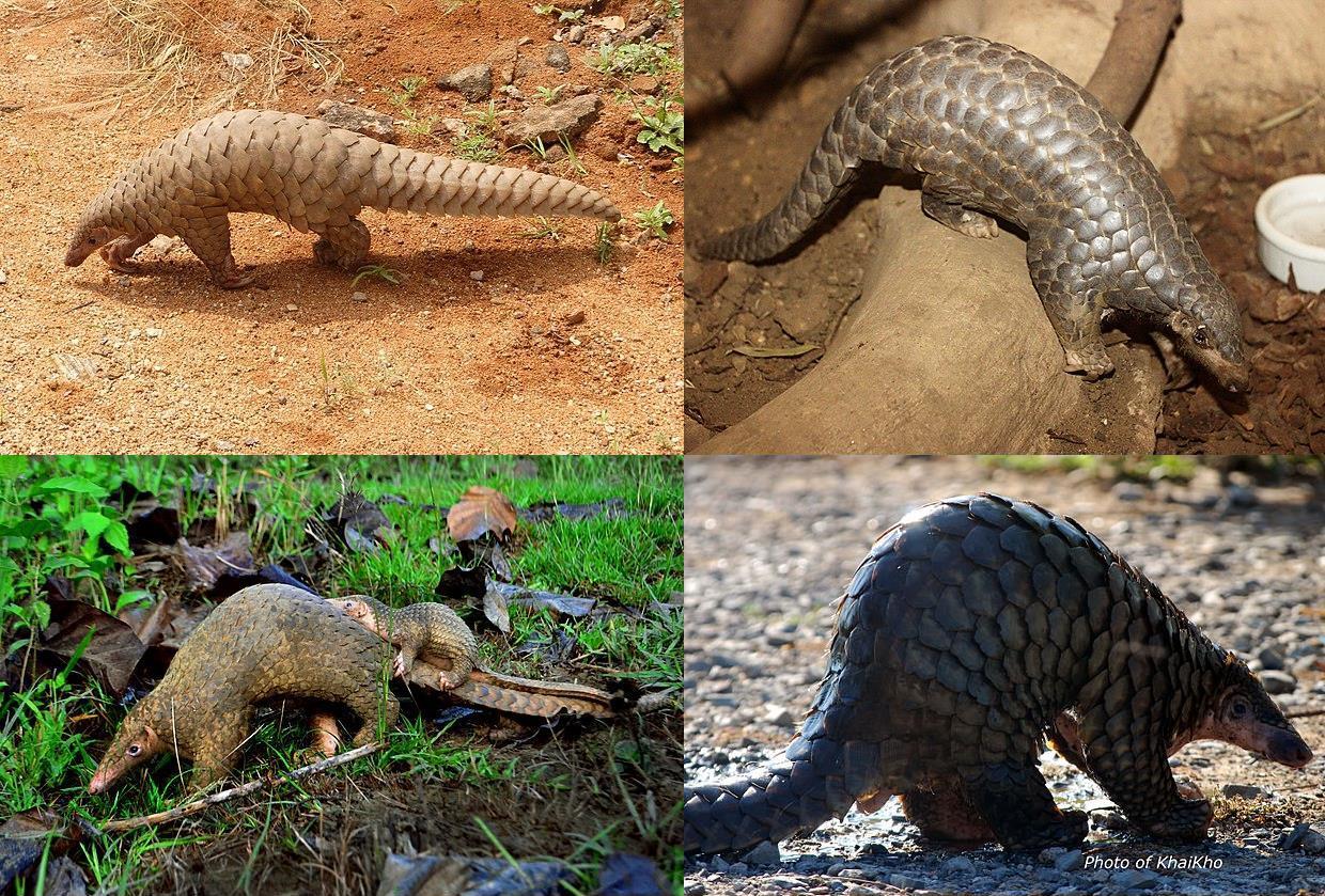World Pangolin Day event image