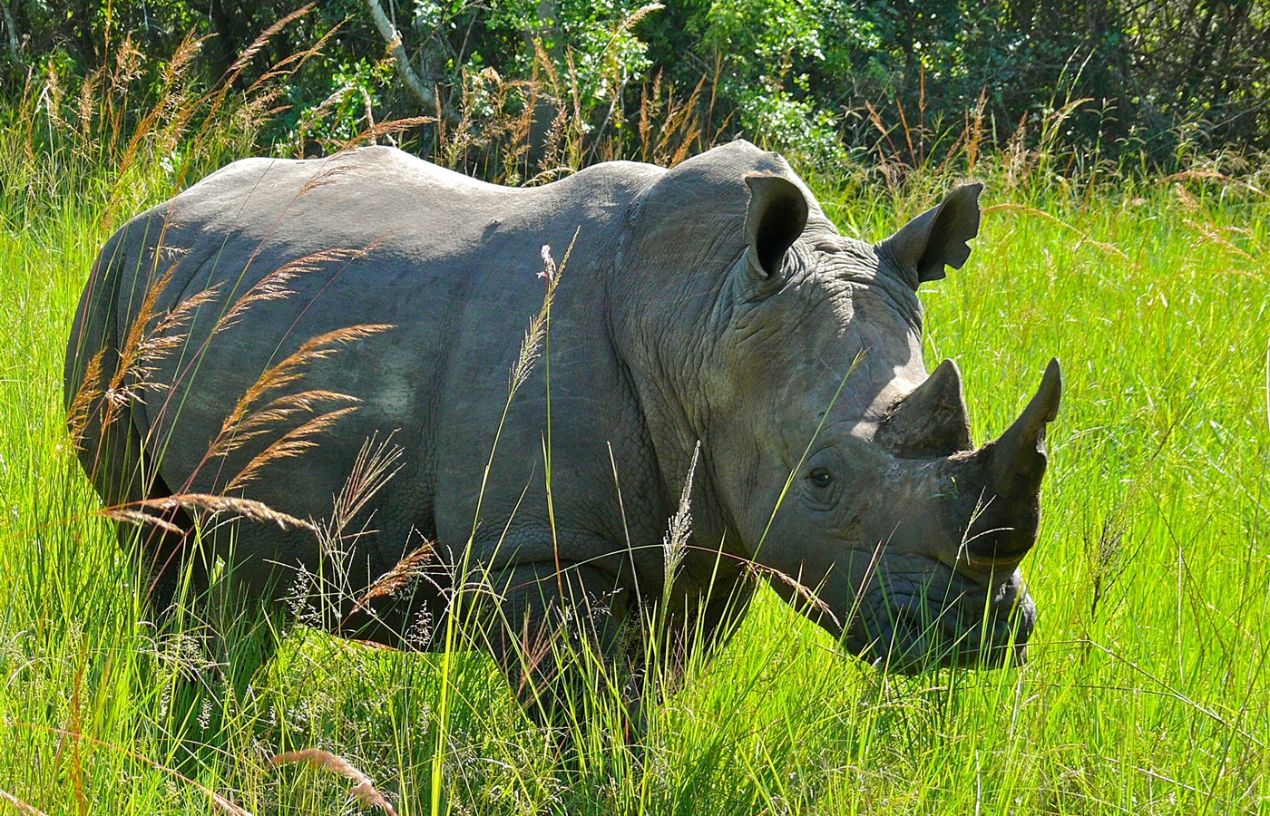 World Rhino Day event image