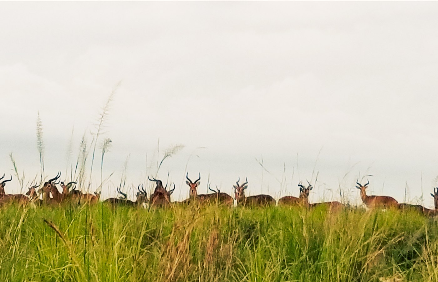 World Wildlife Day event image