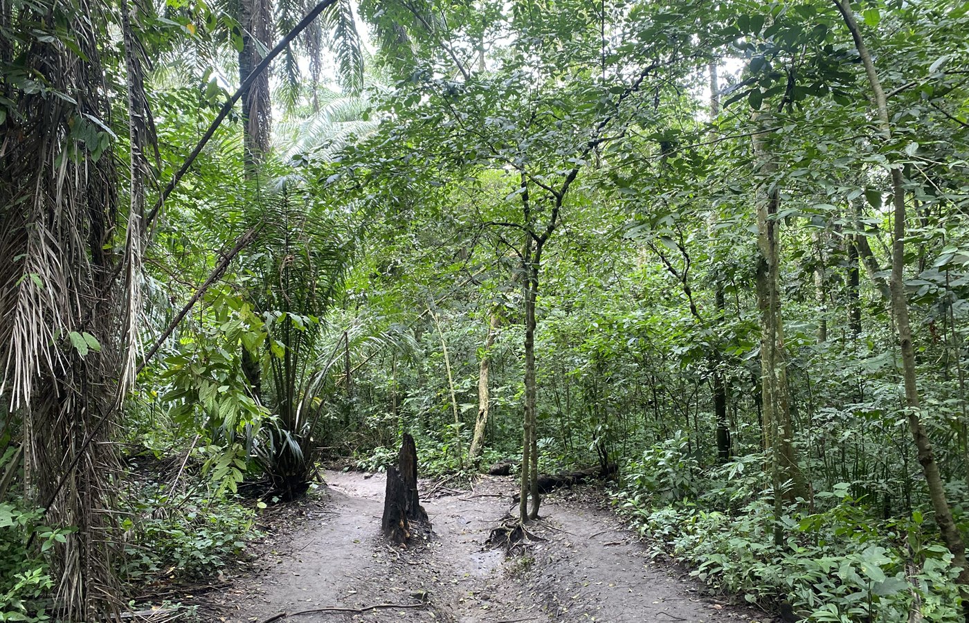 Green forest conservation landscape in Uganda